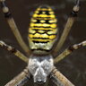Spyder Warez
